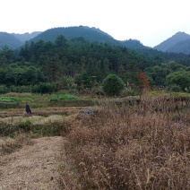 前三台后三台的宝地。有意者。电话，出官员