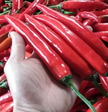 新鲜美人椒 红辣椒 产地直发 专业代办 支持全国一件代发