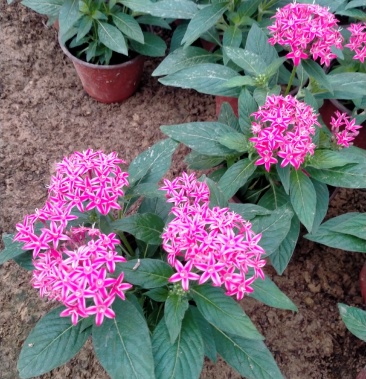 繁星花五星花小苗成品