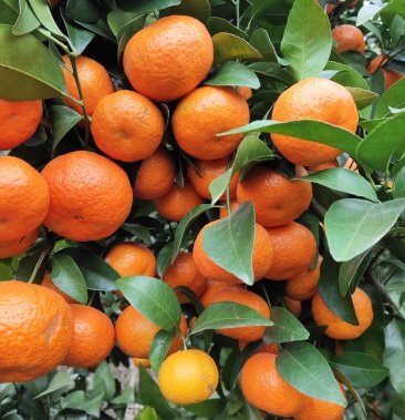 [沙糖桔批发]水果,甘橘,砂糖橘,沙糖橘价格2.50元/斤 - 一亩田