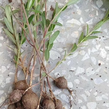 野生鸡头薯鲜货