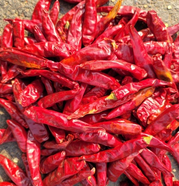 浮山三樱椒的做法(三樱椒种植技术及病虫害防治)