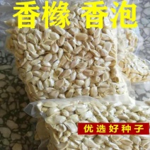 香橼种子枸橼子香圆香圆树香橼树种籽香泡种子芸香