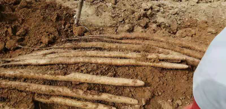 九斤黄山药采收现场