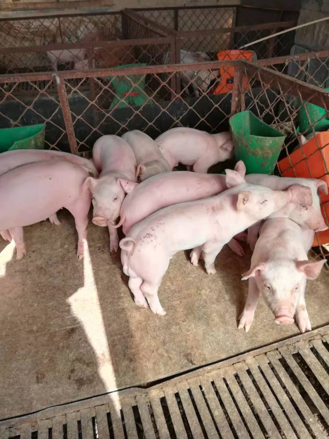 [活猪批发]浙江杭州西湖区活猪 120.00元/头浙江仔猪，品种 _ 一亩田