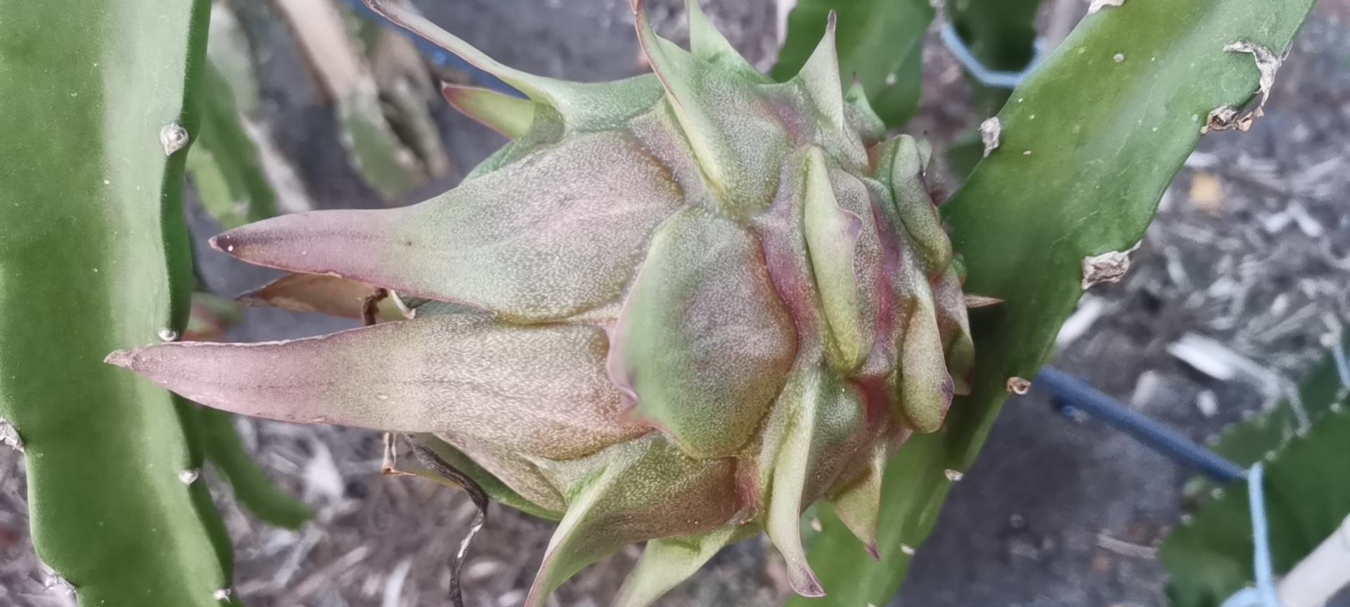 白色火龙果与红色火龙果植株对比