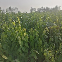 楸树苗速生楸树苗楸树苗价格2公分3公分楸树价格