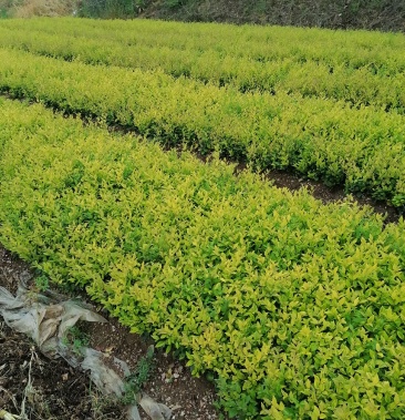 金森女贞色块苗金森女贞球地栽树苗色块苗