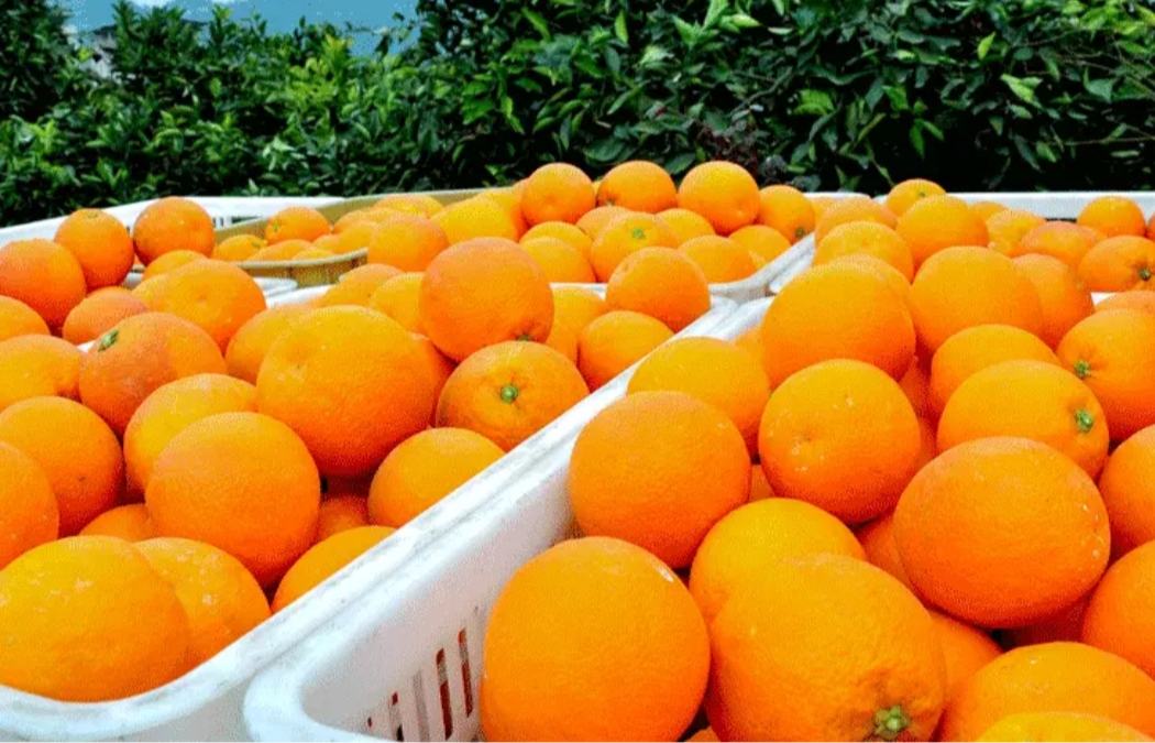 云南果农正在采摘成熟的纽荷尔脐橙,果实饱满,色泽鲜亮 纽荷尔脐橙采摘现场