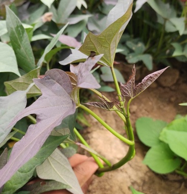 哈密冰糖心红薯苗 紫白薯 哈密红薯苗 玛莎莉红薯苗地瓜苗