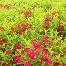 庭院绿化苗木花灌木红王子锦带王子锦带花苗自产自销包邮
