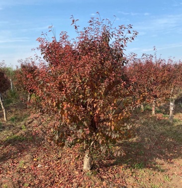 精品315公分红叶榆叶梅产地直销质量有保证
