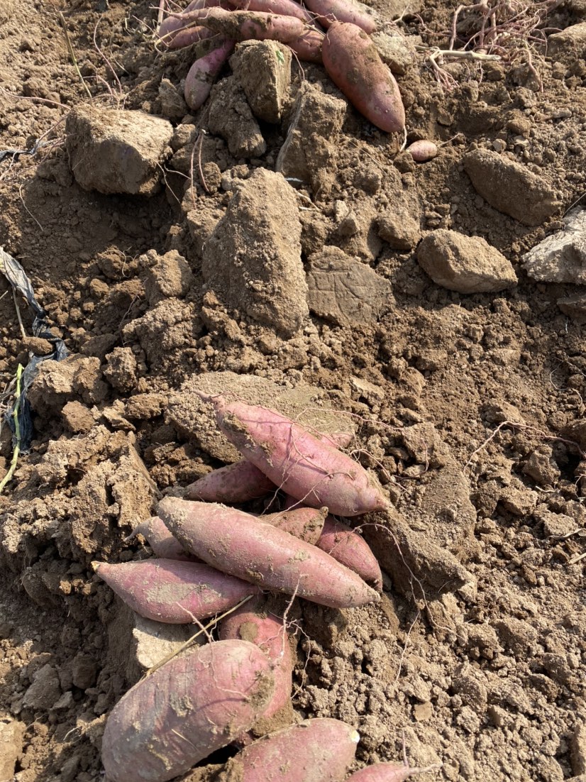 [红薯批发]基地自种秦薯5号板栗红薯大量上市中,欢迎采购洽谈价格1.