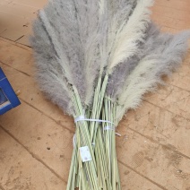 芦苇花大芦苇铁杆芦苇越南芦苇干花芦苇西南好货