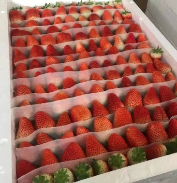 妙香,红颜,甜茶里等各种草莓品种