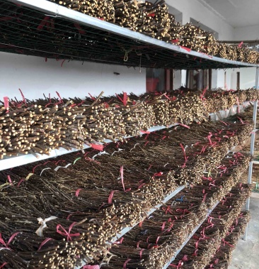 [金蝉种苗批发]金蝉种苗,金蝉卵枝,金蝉养殖,金蝉种子金蝉活苗,蝉蚁