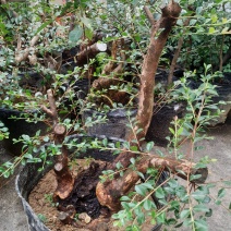 小叶赤楠熟桩，下山桩