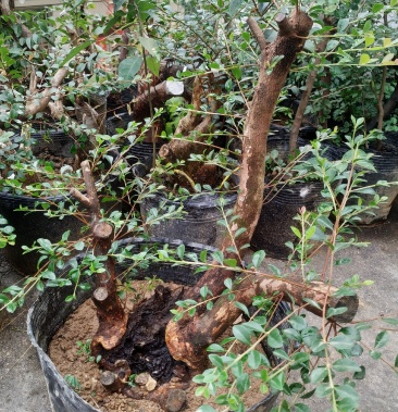 小叶赤楠熟桩,下山桩