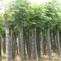 栾树苗栾树小苗黄山栾北京栾工程绿化苗木行道树庭院风景树