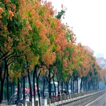 栾树苗栾树小苗黄山栾北京栾工程绿化苗木行道树庭院风景树