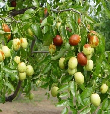 盘龙枣树 冬枣 脆枣 基地直供 现挖现发