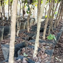 云南腾冲红花油茶苗，大量供应，基地现挖现发，质优价廉