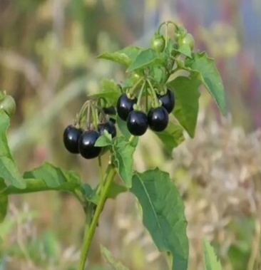 2020年新货龙葵子有少量货供应欲购从速