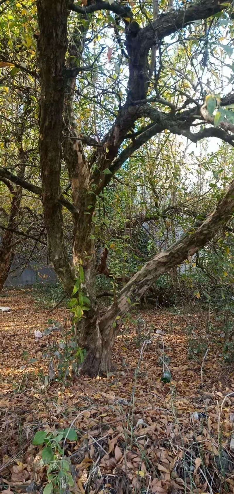 石榴树蒙自本地10年以上