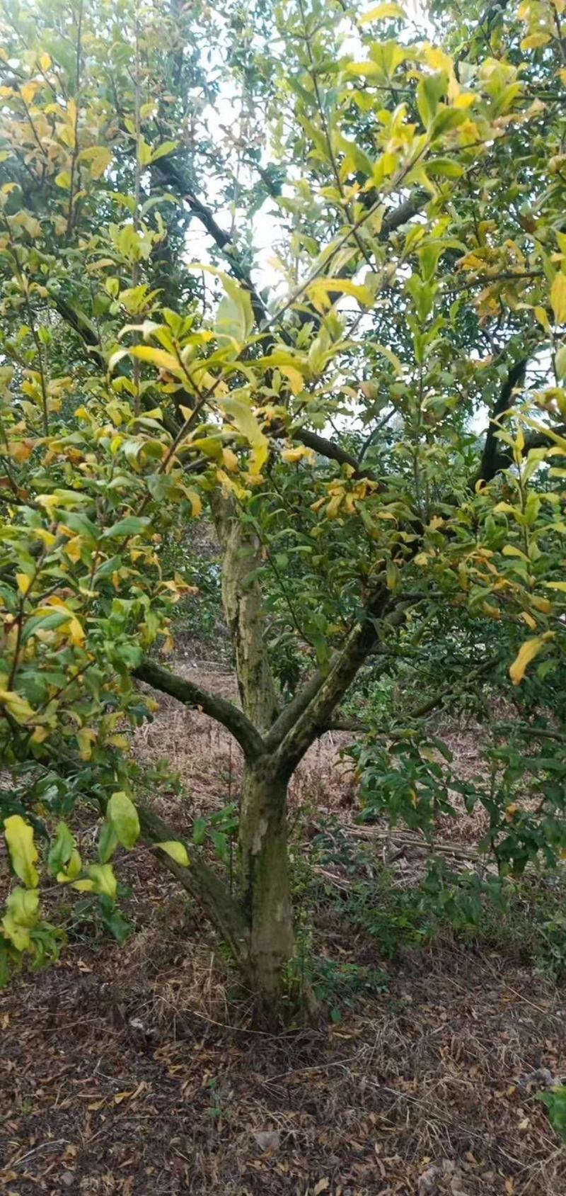 石榴树蒙自本地10年以上
