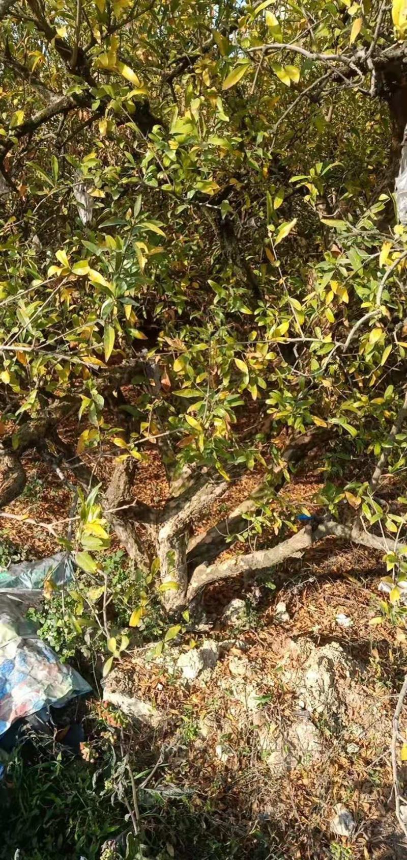 石榴树蒙自本地10年以上