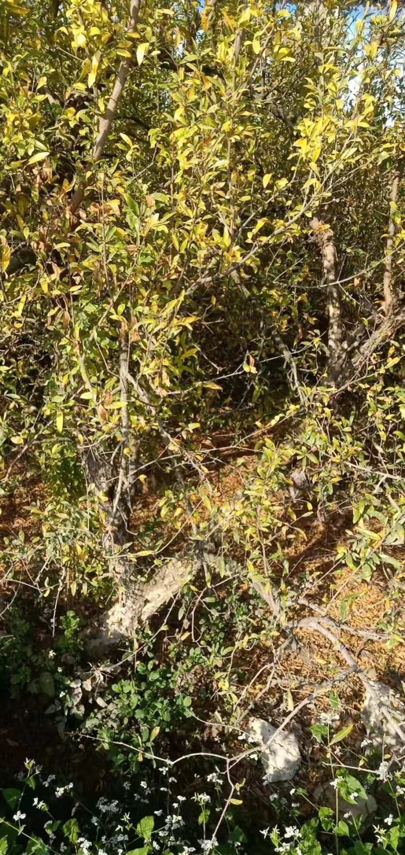 石榴树蒙自本地10年以上