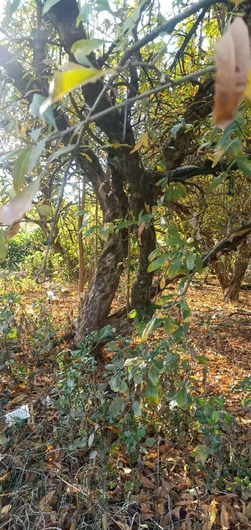 石榴树蒙自本地10年以上