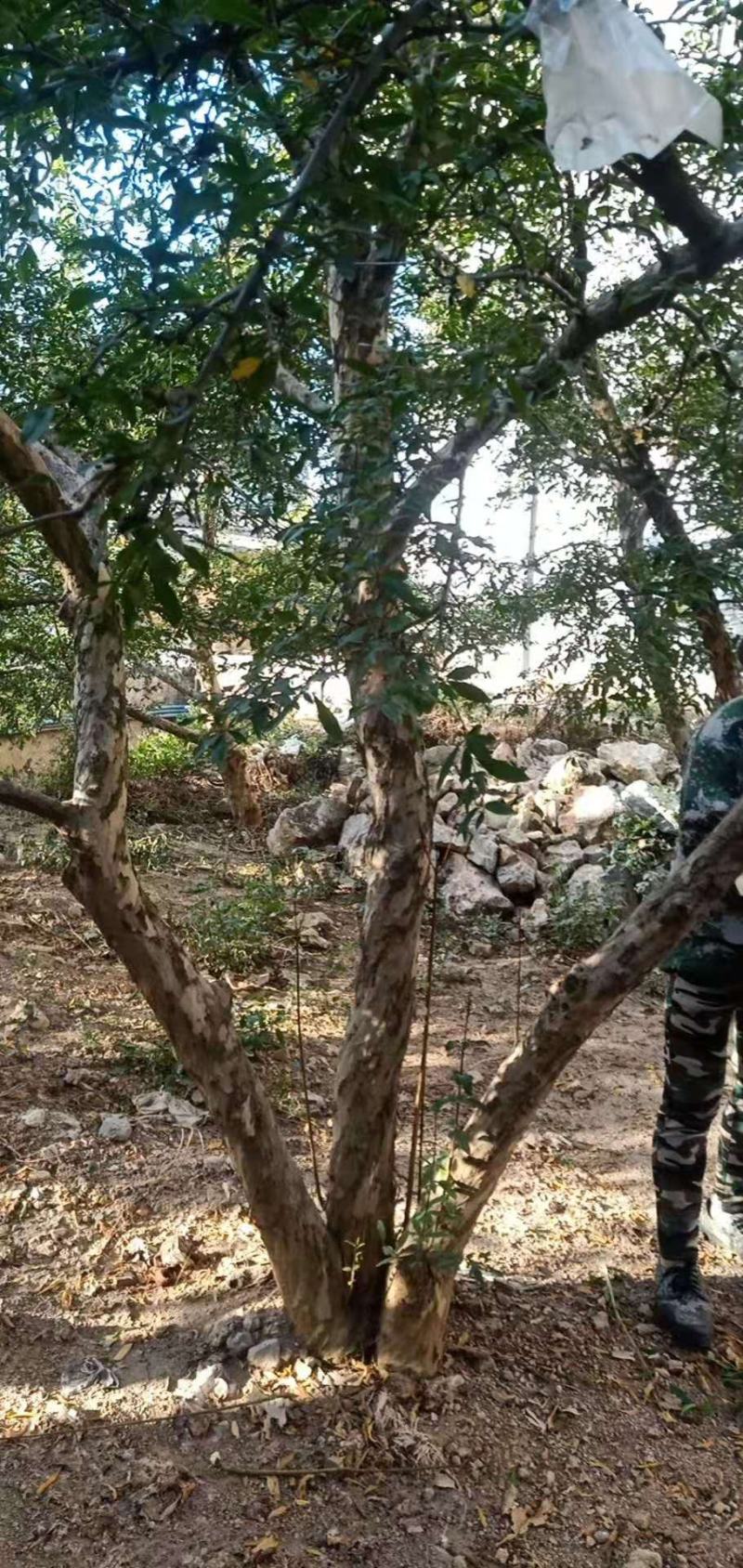 石榴树蒙自本地10年以上