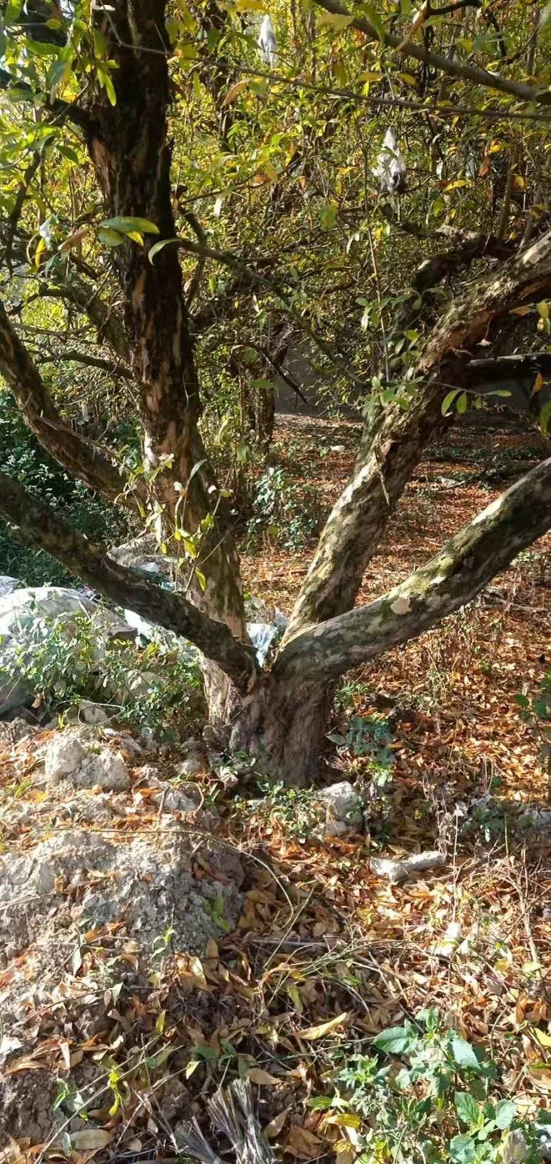 石榴树蒙自本地10年以上