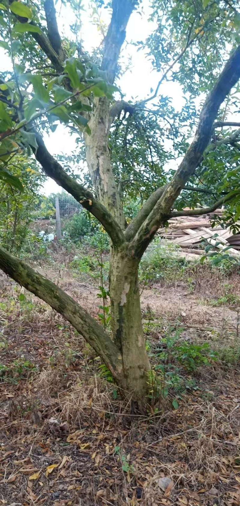 石榴树蒙自本地10年以上