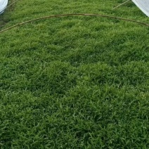 芦篙产地自己种植优质价实
