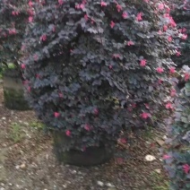 红继木球高度50到150各种规格基地大量现货，欢迎各位