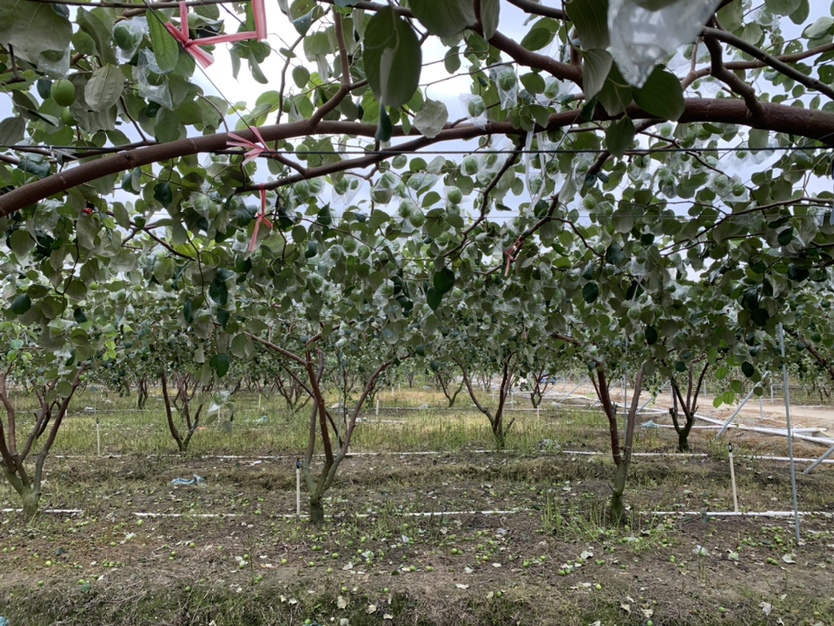 展示一个现代化冬枣示范园,包含整齐的行道树、悬挂的黄色粘虫板、安装的太阳能杀虫灯、正在进行机械喷雾作业的无人机,远处有工人在进行果实套袋操作,体现绿色防控与智能化管理结合 冬枣绿色防控示范基地场景