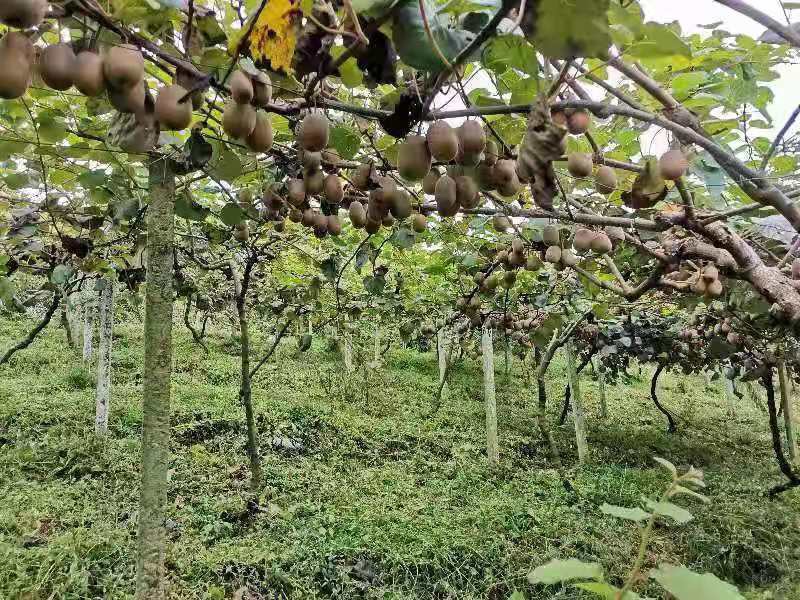 阳光下的黄心猕猴桃果园,果实挂满枝头 黄心猕猴桃果园