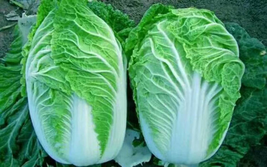 青杂三号白菜烹饪前后对比图