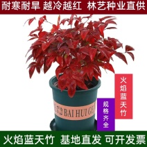 火焰南天竹盆栽火焰南天竺室内外阳台冬季耐寒绿植物盆景四季