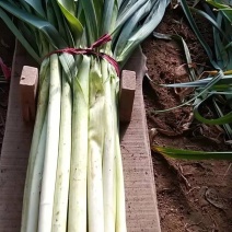 蒜苗80~90cm