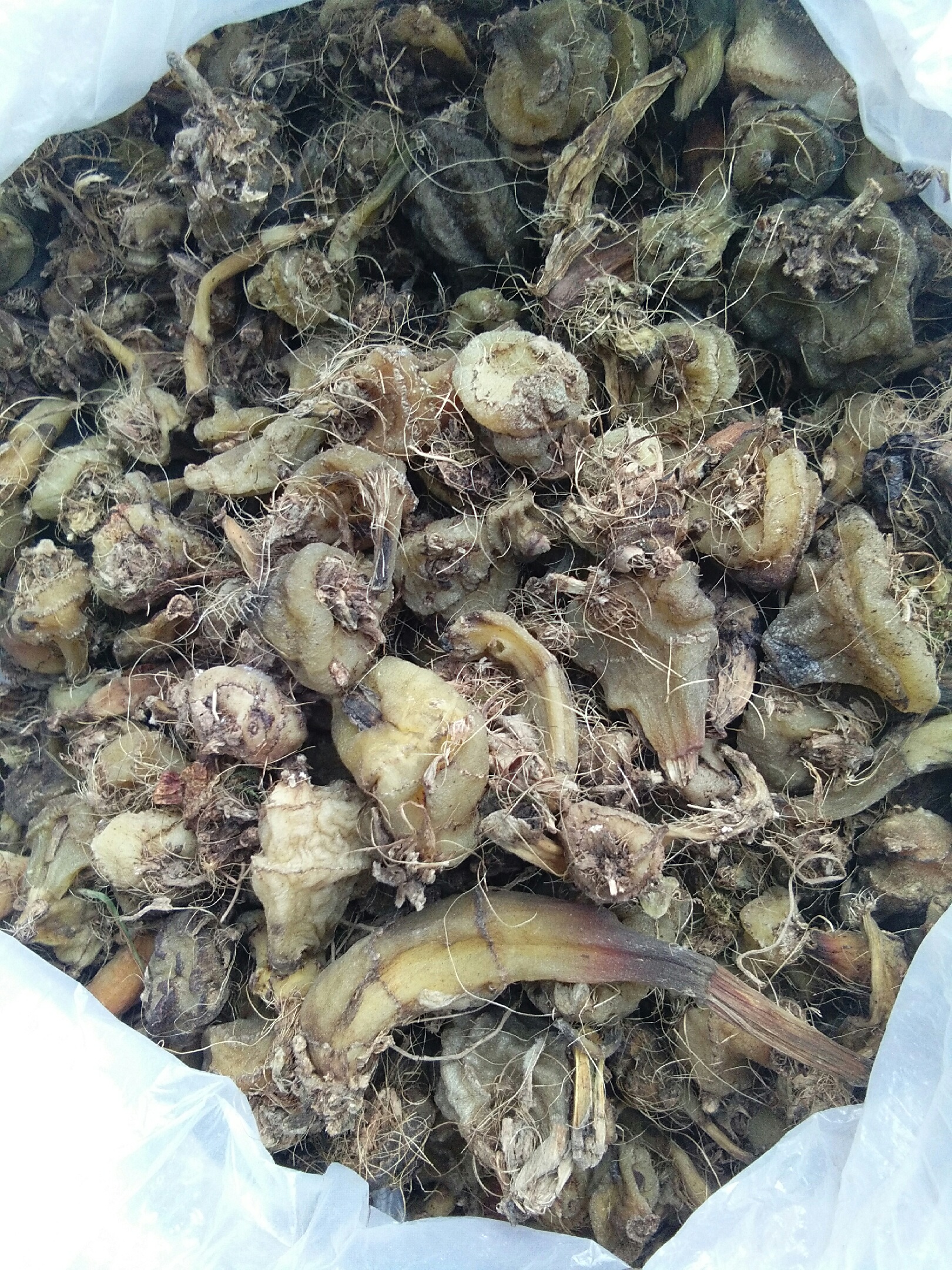 [毛慈菇批发]毛慈菇 山慈菇 毛慈菇 茅慈菇 山慈姑 干货鲜货价格750.