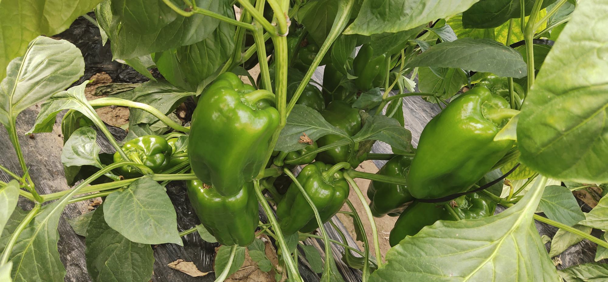 一片阳光充足的蔬菜种植基地中,整齐排列的圆椒植株上挂满了绿色、红色和黄色的成熟果实,叶片翠绿,土壤湿润,背景为现代化农业大棚结构 圆椒在菜地中的生长状态