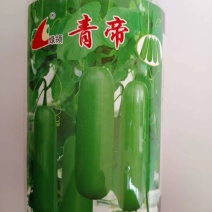 瓠瓜种子一代杂交品种，早熟基地种植专用品种