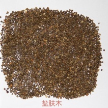 盐肤木种子蜜源树种子别名五倍子种子花木林木苗木种子