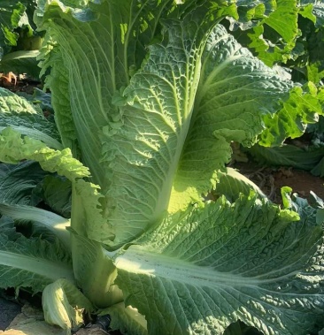 有大量竹筒心白菜有要联系
