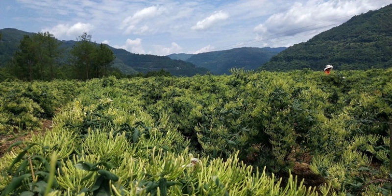 金银花苗长什么样子图片