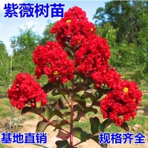 红火箭紫薇苗【速生苗】易栽型耐寒适合南方北方栽植