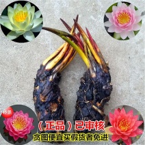 大睡莲苗睡莲根块水生植物池塘盆栽莲花根块水养四季花苗